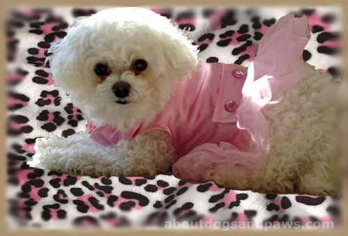 little dog in pink tutu